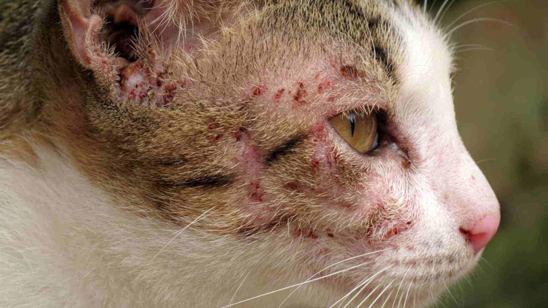 Alergia alimentaria en gatos